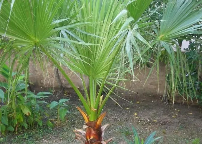 Grosse In Pag Mit Privater Terrasse By Interhome Daire Pag Town